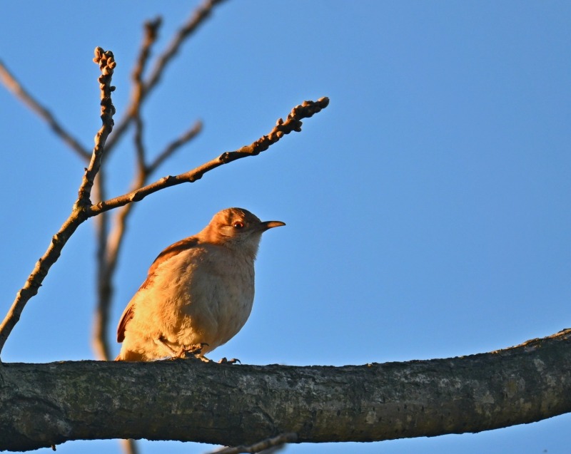 Habr� una jornada de avistamiento de aves en La M�xima